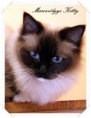 /album/fenykepgaleria/kitty-2015-01-05-002-jpg/